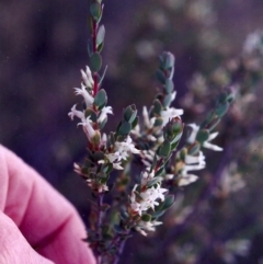 Brachyloma daphnoides (Daphne Heath) at Conder, ACT - 7 Nov 2004 by michaelb