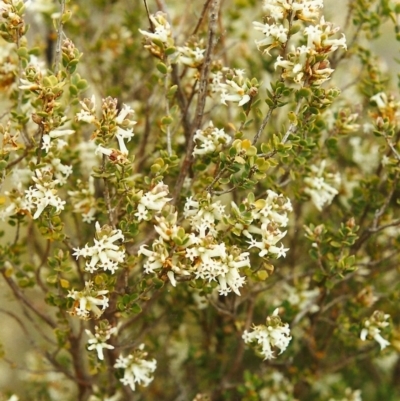 Brachyloma daphnoides (Daphne Heath) at Conder, ACT - 22 Sep 1999 by MichaelBedingfield