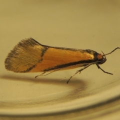 Philobota undescribed species near arabella (A concealer moth) at Bonython, ACT - 15 Oct 2017 by MichaelBedingfield