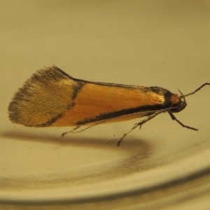 Philobota undescribed species near arabella at Bonython, ACT - 15 Oct 2017