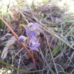 Thelymitra pauciflora (Slender Sun Orchid) at Kambah, ACT - 18 Oct 2017 by RosemaryRoth