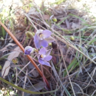 Thelymitra pauciflora (Slender Sun Orchid) at Kambah, ACT - 18 Oct 2017 by RosemaryRoth