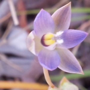 Thelymitra pauciflora at Kambah, ACT - suppressed