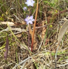 Thelymitra pauciflora at Kambah, ACT - suppressed