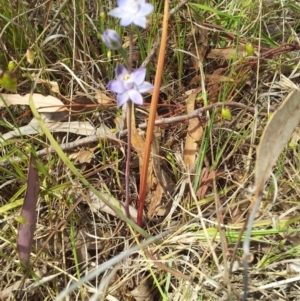 Thelymitra pauciflora at Kambah, ACT - suppressed