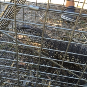 Varanus rosenbergi at Michelago, NSW - 15 Feb 2017