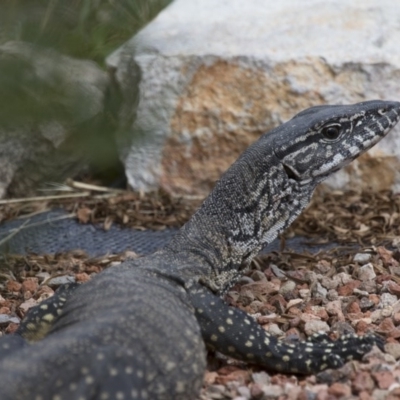 Varanus rosenbergi (Heath or Rosenberg's Monitor) at Michelago, NSW - 18 Dec 2016 by Illilanga