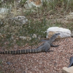 Varanus rosenbergi at Michelago, NSW - suppressed