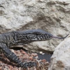 Varanus rosenbergi at Michelago, NSW - suppressed