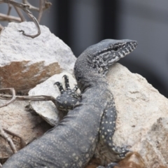 Varanus rosenbergi at Michelago, NSW - suppressed