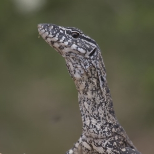 Varanus rosenbergi at Michelago, NSW - 13 Dec 2016