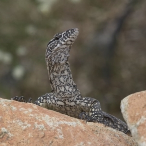 Varanus rosenbergi at Michelago, NSW - 13 Dec 2016