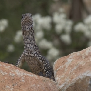 Varanus rosenbergi at Michelago, NSW - 13 Dec 2016