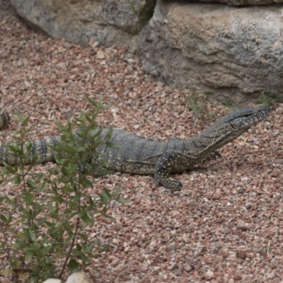 Varanus rosenbergi (Heath or Rosenberg's Monitor) at Michelago, NSW - 9 Nov 2016 by Illilanga