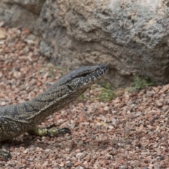 Varanus rosenbergi at Michelago, NSW - 9 Nov 2016