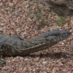 Varanus rosenbergi at Michelago, NSW - 9 Nov 2016