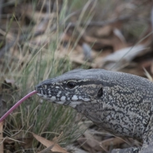 Varanus rosenbergi at Michelago, NSW - 20 Jan 2016