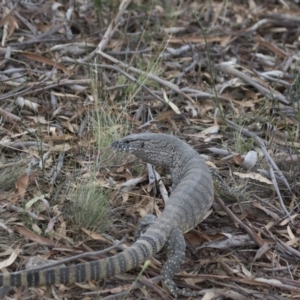 Varanus rosenbergi at Michelago, NSW - 20 Jan 2016