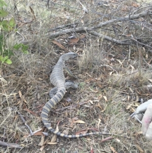 Varanus rosenbergi at Michelago, NSW - 20 Jan 2016