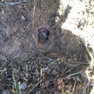 Aprasia parapulchella at Molonglo River Reserve - suppressed