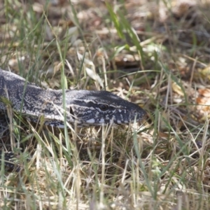 Varanus rosenbergi at Michelago, NSW - 18 Nov 2014