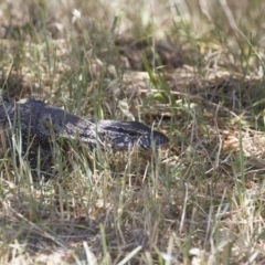 Varanus rosenbergi at Michelago, NSW - 18 Nov 2014