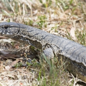 Varanus rosenbergi at Michelago, NSW - 30 Dec 2013