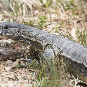 Varanus rosenbergi at Michelago, NSW - suppressed