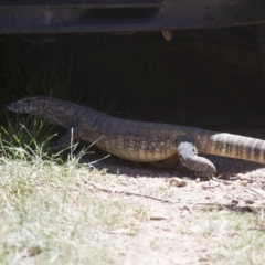 Varanus rosenbergi at Michelago, NSW - suppressed
