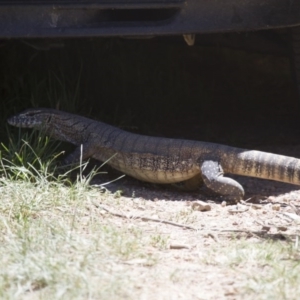 Varanus rosenbergi at Michelago, NSW - suppressed