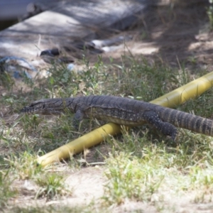 Varanus rosenbergi at Michelago, NSW - 30 Dec 2013