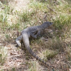 Varanus rosenbergi at Michelago, NSW - suppressed