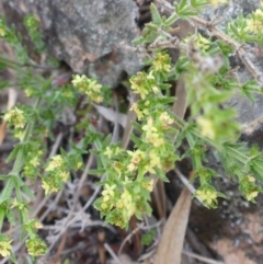 Galium gaudichaudii subsp. gaudichaudii (Rough Bedstraw) at Carwoola, NSW - 18 Oct 2017 by JanetRussell