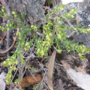 Galium gaudichaudii subsp. gaudichaudii at Carwoola, NSW - 18 Oct 2017 10:14 AM