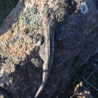 Amphibolurus muricatus (Jacky Lizard) at Mount Taylor - 18 Oct 2017 by AlexSof
