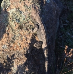 Amphibolurus muricatus at Mount Taylor - 18 Oct 2017 06:43 PM