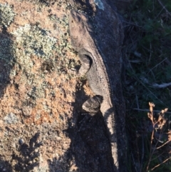 Amphibolurus muricatus at Mount Taylor - 18 Oct 2017