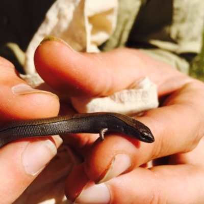 Hemiergis talbingoensis (Three-toed Skink) at Michelago, NSW - 8 Nov 2014 by Illilanga