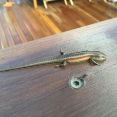 Carlia tetradactyla at Michelago, NSW - 24 Jan 2017 07:39 AM