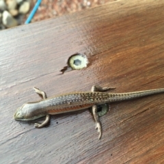 Carlia tetradactyla at Michelago, NSW - 24 Jan 2017 07:39 AM