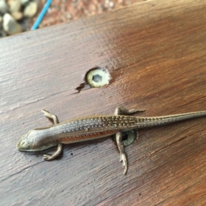 Carlia tetradactyla at Michelago, NSW - 24 Jan 2017