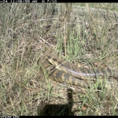 Tiliqua scincoides scincoides (Eastern Blue-tongue) at Michelago, NSW - 24 Sep 2013 by Illilanga