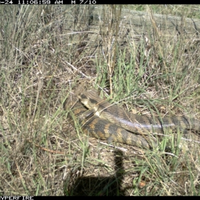 Tiliqua scincoides scincoides (Eastern Blue-tongue) at Michelago, NSW - 23 Sep 2013 by Illilanga