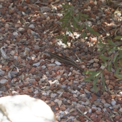 Carlia tetradactyla (Southern Rainbow Skink) at Michelago, NSW - 6 Oct 2017 by Illilanga