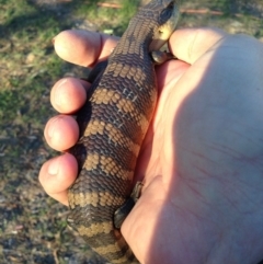 Tiliqua scincoides scincoides (Eastern Blue-tongue) at Michelago, NSW - 18 Mar 2014 by Illilanga