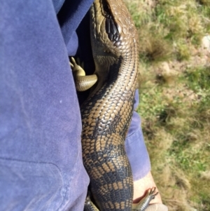 Tiliqua scincoides scincoides at Michelago, NSW - 3 Oct 2015