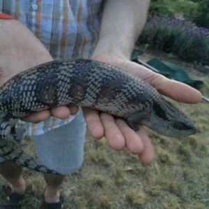 Tiliqua scincoides scincoides at Michelago, NSW - 19 Oct 2015