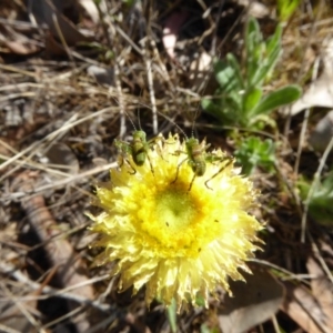 Caedicia simplex at Carwoola, NSW - 18 Oct 2017