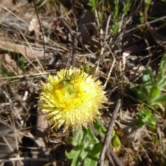 Caedicia simplex at Carwoola, NSW - 18 Oct 2017