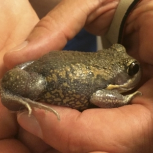 Limnodynastes dumerilii at Illilanga & Baroona - 7 Jan 2017